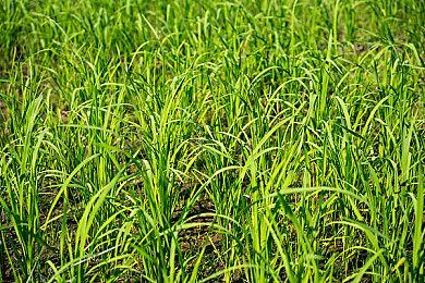 《JOJO的奇妙冒险 群星之战 重制版》乔鲁诺·乔巴纳角色预告